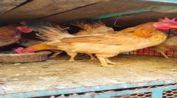 تحديثات الأسواق.. سعر كيلو الفراخ البيضاء والساسو اليوم الخميس في بورصة الدواجن المصرية